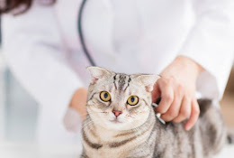 Alivetfarma Servicios Veterinarios