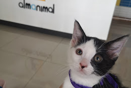 Amani Veterinaria