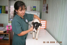 Amigo Animal Veterinaria