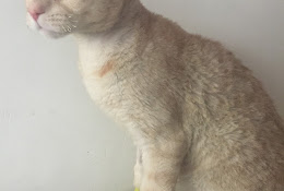 Areasur Veterinaria