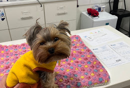 Asis Clínica De Urgencias Veterinarias