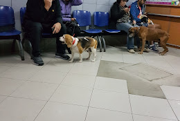 Asis ClĆnica Veterinaria