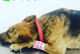 Aura Centro Veterinario