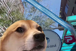 Ballena Azul Veterinaria