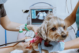 Cdt Veterinario