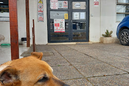 Cdvet Veterinaria