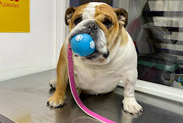 Centro Animal Concepción