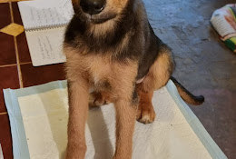 Centro Atención Médica Veterinaria