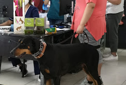 Centro De Especialidades Médico Veterinario Verona