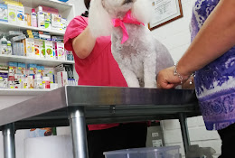 Centro Médico Veterinario One Health
