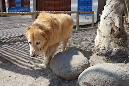Centro Médico Veterinario Pets