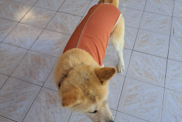 Centro QuirĆŗrgico Veterinario Ceqvet