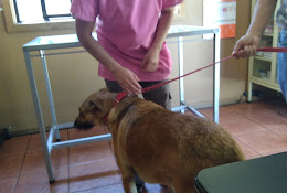 Centro Veterinario Casablanca, Dra. Helen Prain