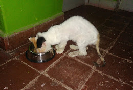 Centro Veterinario De Mascotas