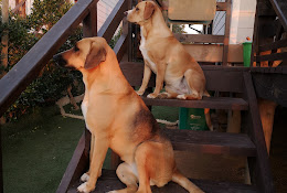 Centro Veterinario El Tabo