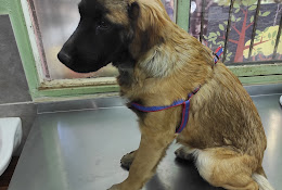 Centro Veterinario Llacolen