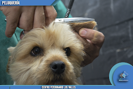 Centro Veterinario Los Valles