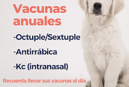 Centro Veterinario Minivet