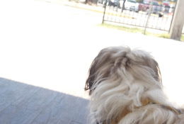 Centro Veterinario Rancho Pets