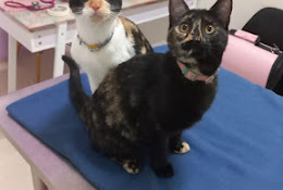 Centro Veterinario San Fermín