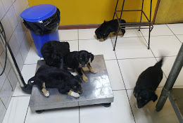 Centro Veterinario Tabancura