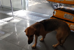Centro Veterinario Zoodata