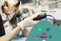Cipavet Veterinaria Coyhaique