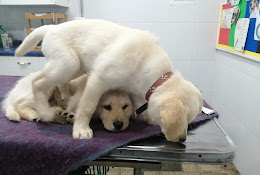 Clinica Vet. Sta. Ana
