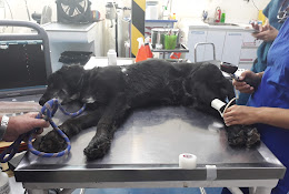 Clínica Veterinaria Alemana
