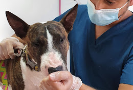 Clínica Veterinaria Amivet