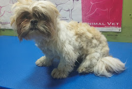 Clinica Veterinaria Animalvet