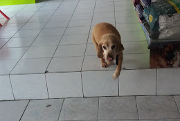 Clínica Veterinaria Antupirén