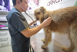 Clínica Veterinaria Arrayán