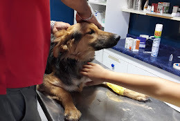 Clínica Veterinaria Baquedano