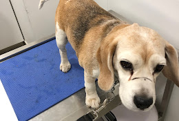Clínica Veterinaria Betterpet