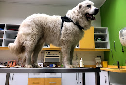 Clínica Veterinaria Boroschek