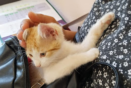 Clinica Veterinaria Bremen