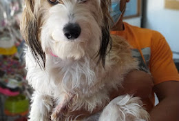 Clínica Veterinaria C I A M