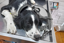 Clínica Veterinaria Caban Oc