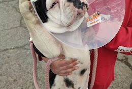 Clínica Veterinaria Camino A Sión
