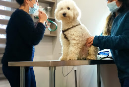 Clinica Veterinaria Cenvet
