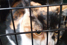 Clínica Veterinaria Clavero Vet