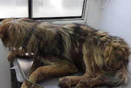 Clínica Veterinaria Covadonga