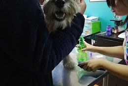 Clinica Veterinaria Cuidad Del Este