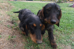 Clinica Veterinaria Cumbres
