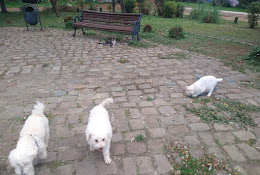 Clínica Veterinaria De Los Rios