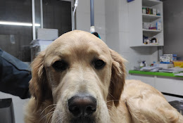 Clinica Veterinaria Diagnopet Melipilla