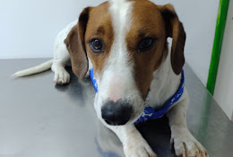 Clínica Veterinaria Dr. Buin Equipet