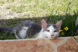 Clinica Veterinaria Dra. Pets.