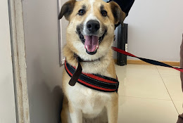 Clínica Veterinaria El Boldo Puchuncavi